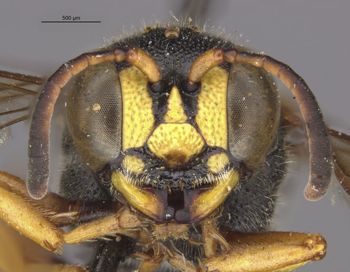 Media type: image;   Entomology 13773 Aspect: head frontal view